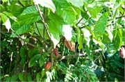 26_Grenada