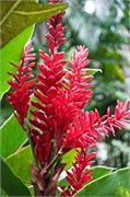 30_StLucia