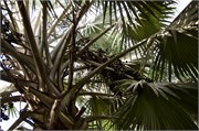 13_Martinique