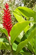 62_Martinique