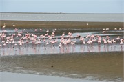 a8_WalvisBay-Namibia