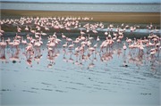 a9_WalvisBay-Namibia