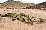 b95_WalvisBay-Namibia