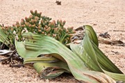 b96_WalvisBay-Namibia