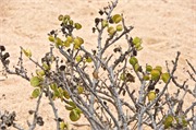 c100_WalvisBay-Namibia