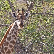 12_Motswari-Faces