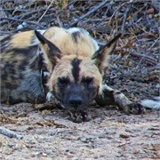 15_Motswari-Faces