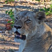 1_Motswari-Faces