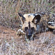 36_Motswari-Faces
