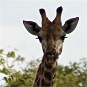 45_Motswari-Faces