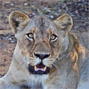 48_Motswari-Faces
