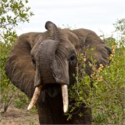 50_Motswari-Faces