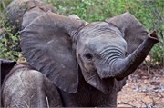 57_Motswari-Faces