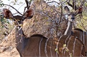 78_Motswari-Faces