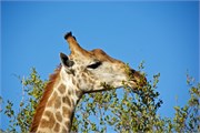 83_Motswari-Faces