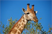 85_Motswari-Faces