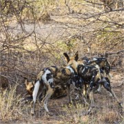 11_Motswari-Rears