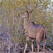 12_Motswari-Rears