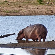 1_Motswari-Rears