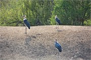 22_Motswari-Rears