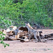 27_Motswari-Rears