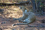 28_Motswari-Rears