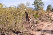 29_Motswari-Rears