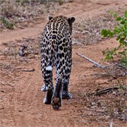 30_Motswari-Rears