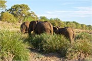 32_Motswari-Rears