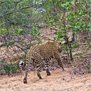37_Motswari-Rears