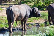 3_Motswari-Rears