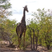 7_Motswari-Rears
