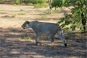 10_Lions-Leopards