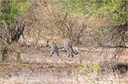 13_Lions-Leopards