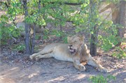 17_Lions-Leopards