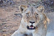 21_Lions-Leopards