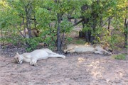 22_Lions-Leopards