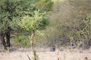 26_Lions-Leopards