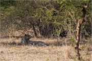 27_Lions-Leopards