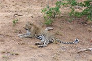 28_Lions-Leopards