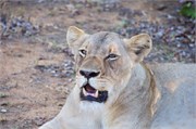 2_Lions-Leopards