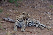 37_Lions-Leopards