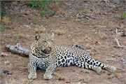 38_Lions-Leopards