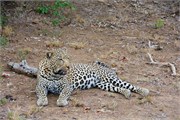 39_Lions-Leopards