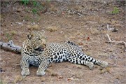 40_Lions-Leopards
