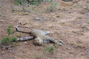 43_Lions-Leopards