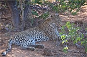 46_Lions-Leopards