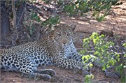 47_Lions-Leopards