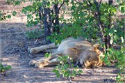 4_Lions-Leopards