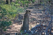 51_Lions-Leopards